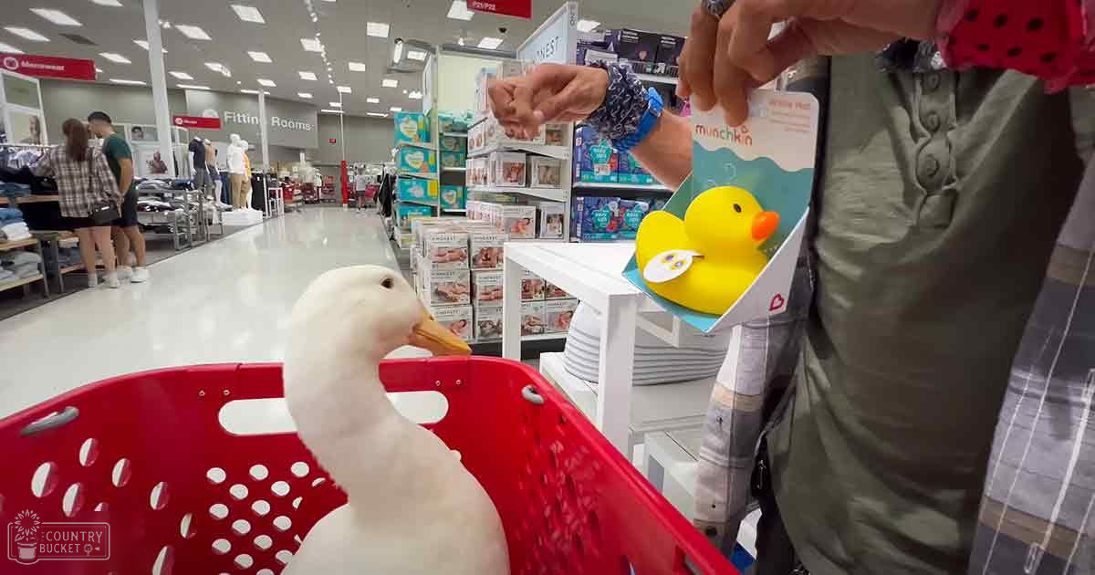 An adult male singer wearing a red polka-dot shirt and green pants with button details, holding a yellow rubber duck toy package labeled 'munchkin', in a retail store setting.