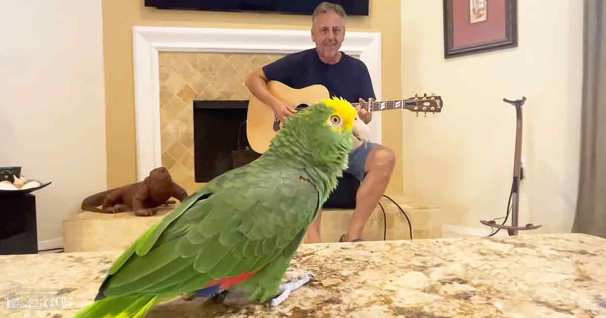 An adult parrot with green feathers and a yellow head indoors in a living room setting during daytime.