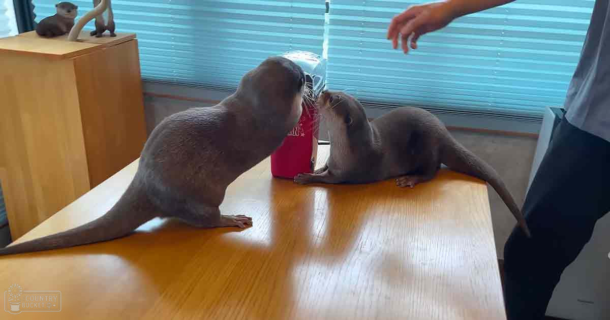 Two river otters interact in a room with a wooden table and figurine, natural daylight streaming through blinds.