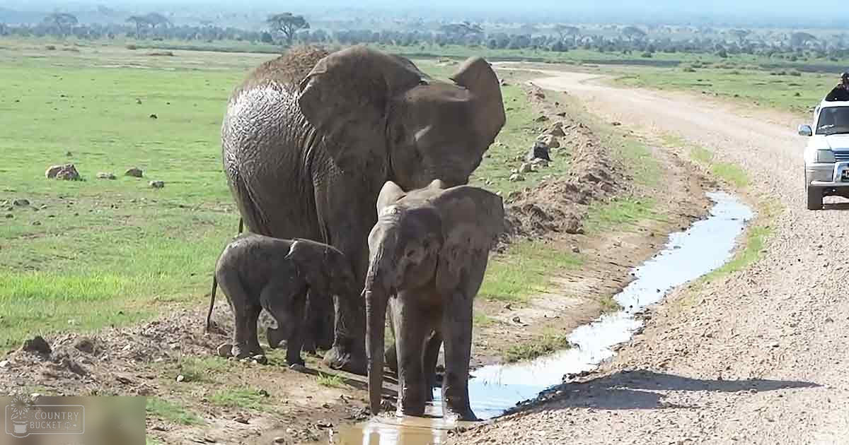 African elephants, including adults and calves, are seen in a safari park with an adult male wearing white attire and a hat, driving a white safari vehicle on open grassland under natural daylight.