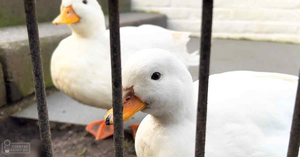 Two white adult ducks in a fenced outdoor area with an orange object on the ground, concrete wall, and pavement under natural daylight.