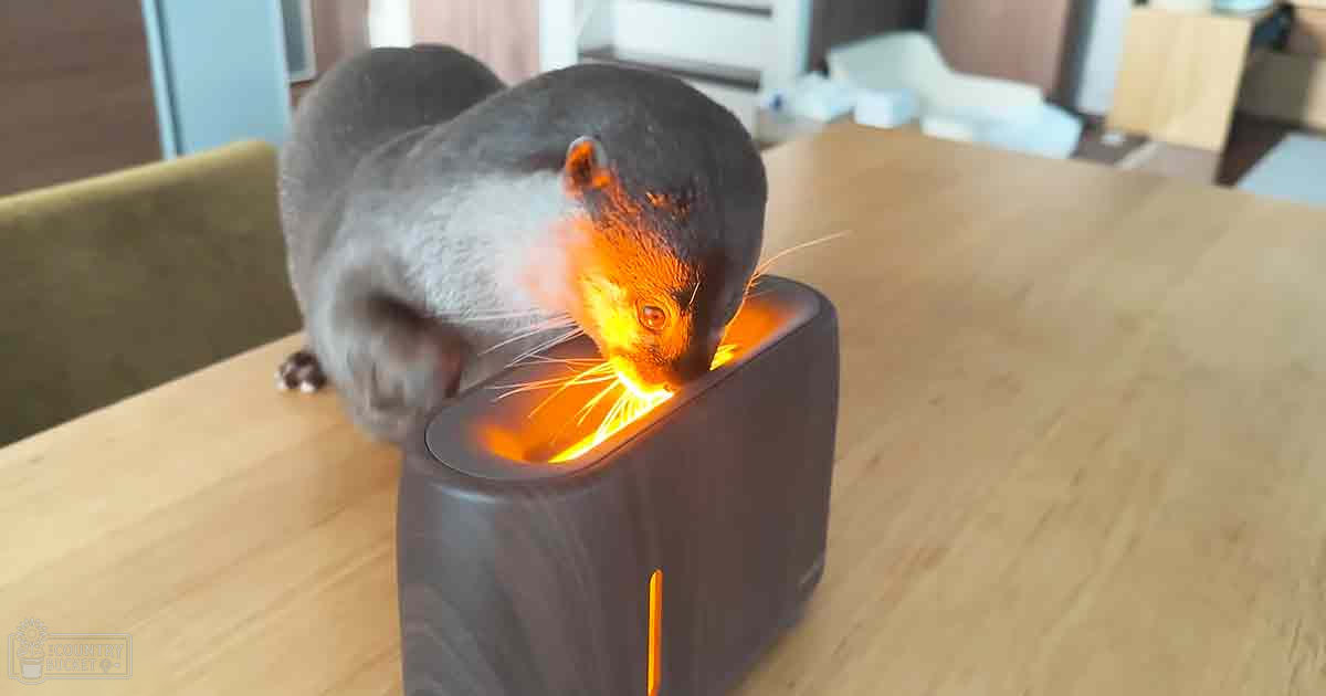 A gray-furred adult cat with dark markings around its head stands in a modern home setting, emitting bright orange light from a cylindrical object resembling a humidifier or aroma diffuser. The background includes green furniture and natural daylight.