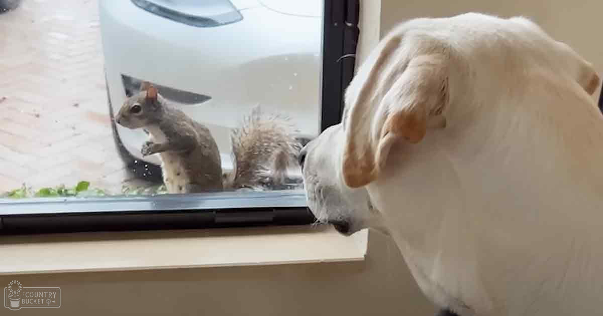 An adult golden retriever with light-colored fur and floppy ears looks out a window at a grayish-brown squirrel with a bushy tail, set against an indoor backdrop of beige walls and white window frame.