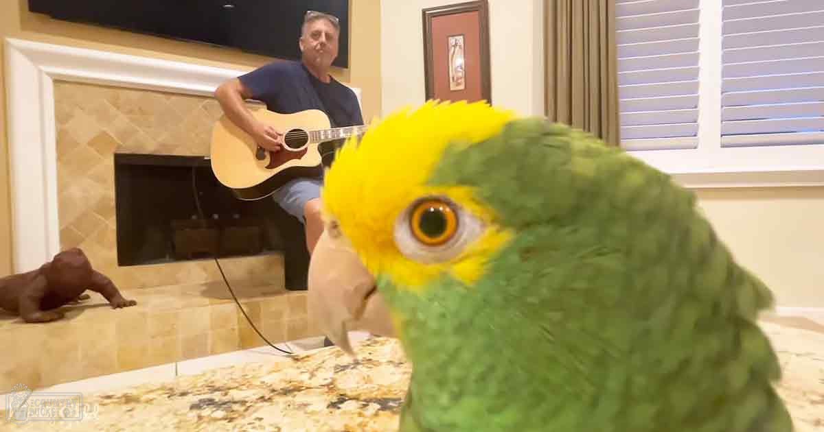 A middle-aged man with short hair sits by a tiled fireplace, holding an acoustic guitar. A vibrant parrot perches in the foreground against a neutral-colored room.