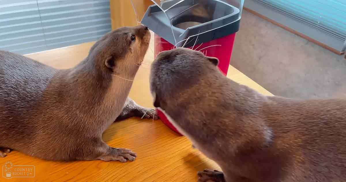 Two adult otters with brown fur, primarily indoors near a red and gray plastic container on wooden flooring with natural light through window blinds.