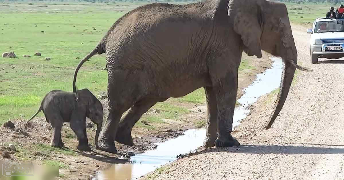 African elephants (adult female and calf) in an open grassland with scattered rocks and a dirt path, likely during the dry season.