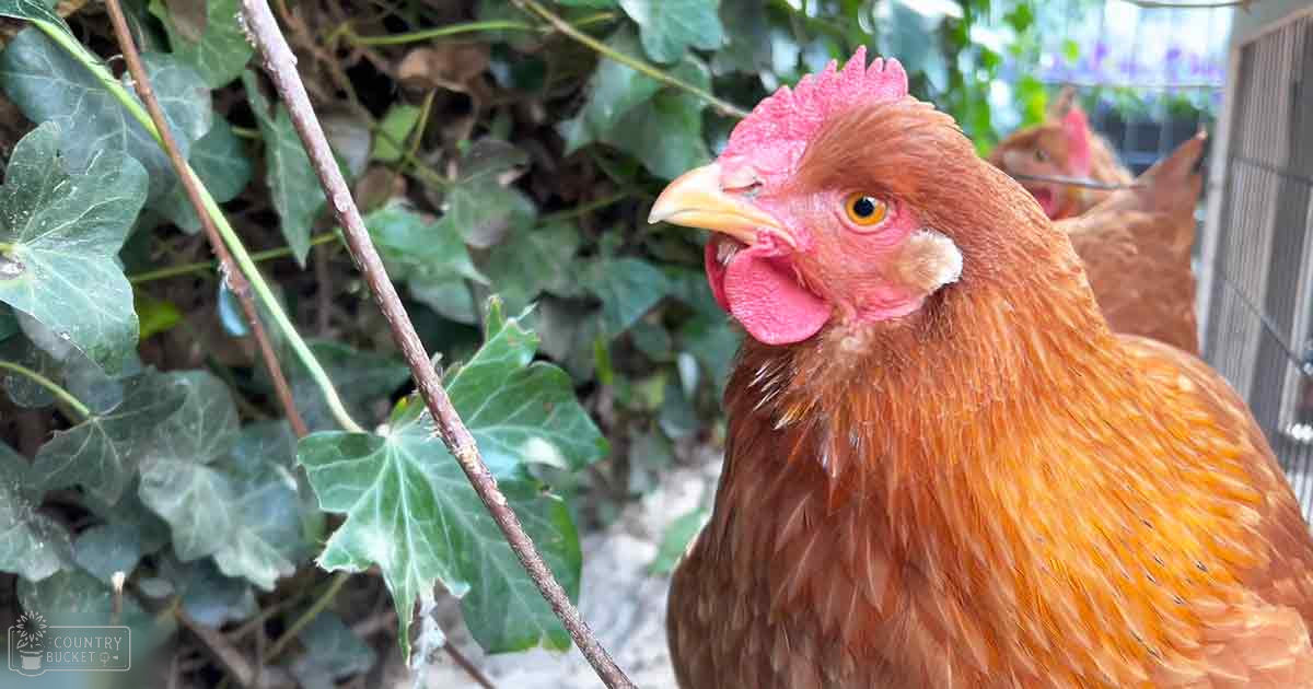 An adult chicken with reddish-brown feathers and comb in an outdoor garden setting with green ivy leaves and foliage, suggesting spring or summer.
