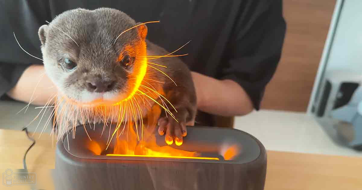 A juvenile common otter with gray fur and white underbelly interacts with a device emitting orange light in an indoor setting, possibly an office or home environment.