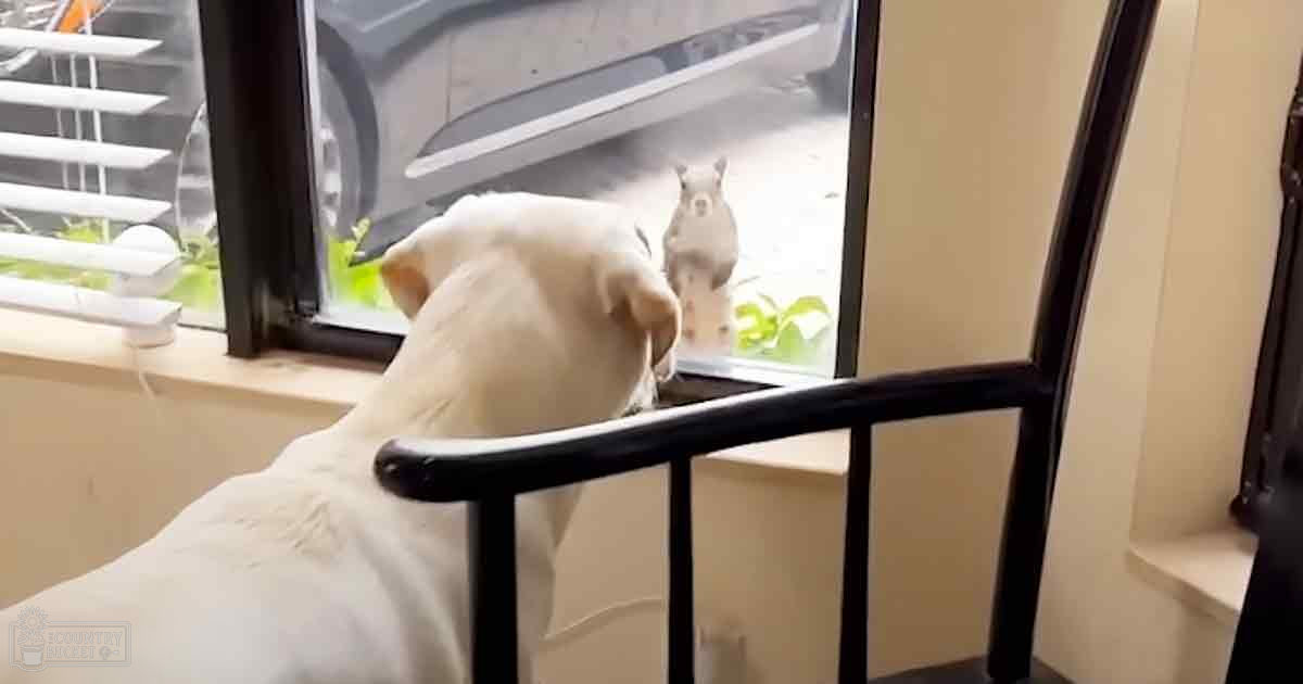 A white adult breed dog with short fur, possibly a Labrador Retriever or Golden Retriever mix, indoors near a window showing greenery and part of a vehicle.