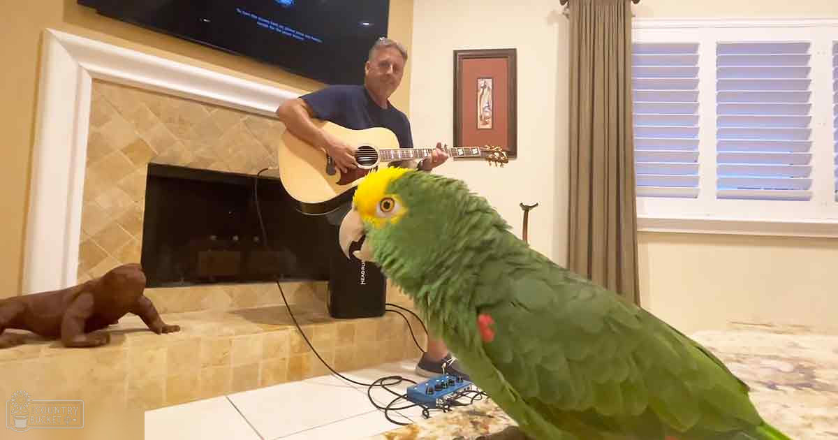A large green parrot with yellow markings on its head, an adult bird possibly a type of Amazon parrot or similar species, perched indoors in a living room setting with a fireplace and mounted television displaying text.