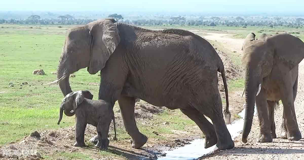 African elephants in a savanna landscape with clear skies and lush greenery during what appears to be summer or early spring.
