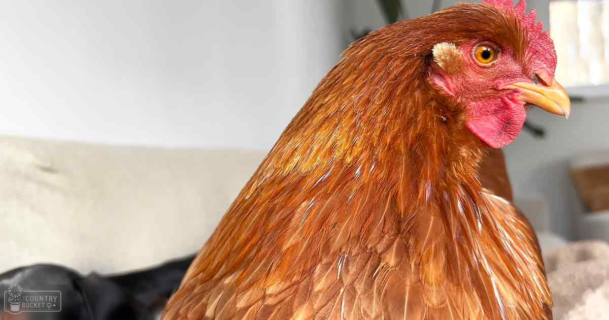 A chicken with reddish-brown feathers and a prominent comb indoors near a beige cushion.