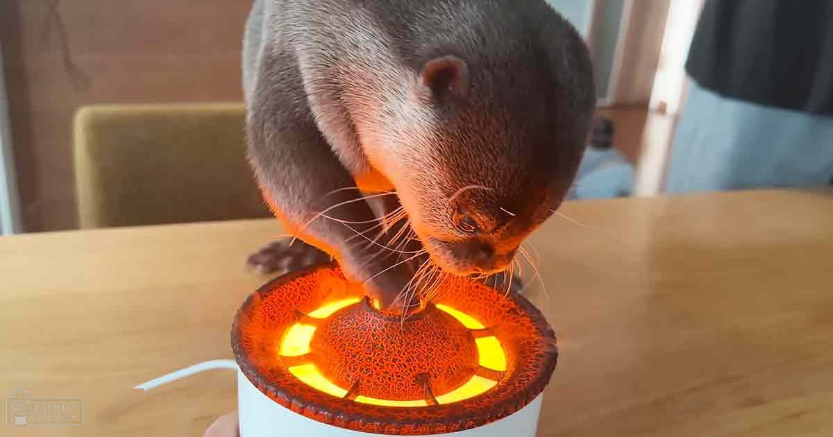 A small otter with dark fur and light-colored markings explores a glowing orange lava lamp on an indoor wooden table.