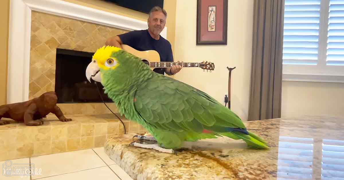 A middle-aged male wearing a dark blue t-shirt indoors, with an Amazon parrot perched nearby in a room with a fireplace and guitar.
