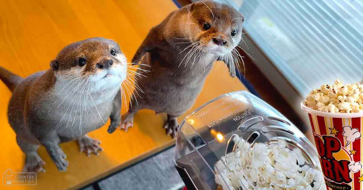 Two adult otters in an indoor setting, surrounded by a popcorn machine and labeled bucket of popcorn.