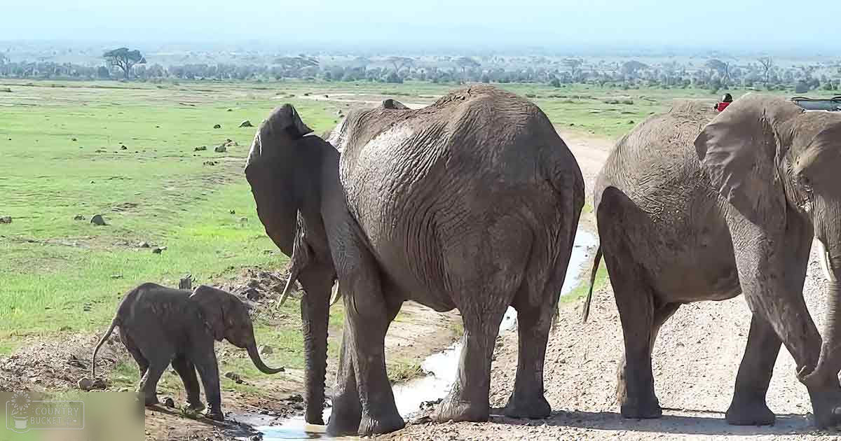 A baby elephant with a dark gray coat stands beside two adult elephants in a savanna landscape, under bright midday sunlight.
