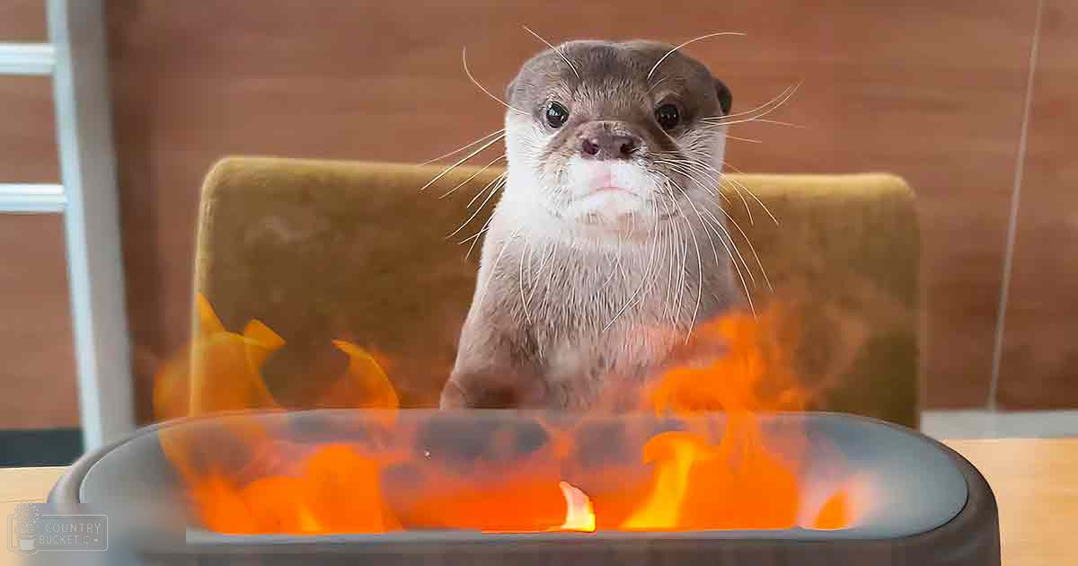 A small otter with brown fur and white markings around its mouth and chest sits indoors amidst a greenish-brown armchair, surrounded by wooden paneling in what appears to be a living room. The lighting is even and natural, suggesting daytime.