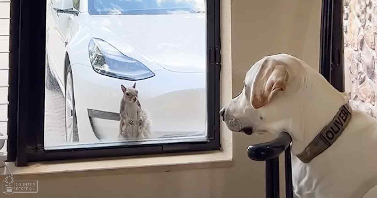 A white Labrador Retriever named Oliver wearing a collar indoors with a black chair partially visible behind him, set against a stone wall with natural light.