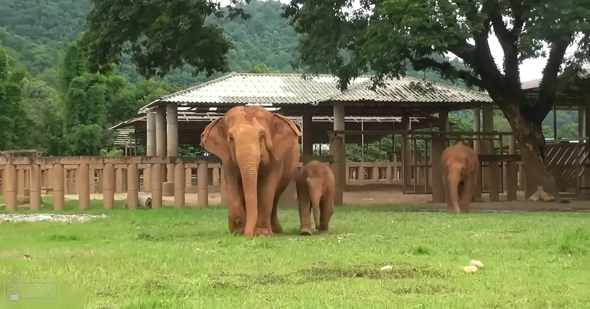 Two adult elephants and one juvenile elephant in a zoo enclosure with lush greenery, a wooden structure with a thatched roof, and daytime lighting.