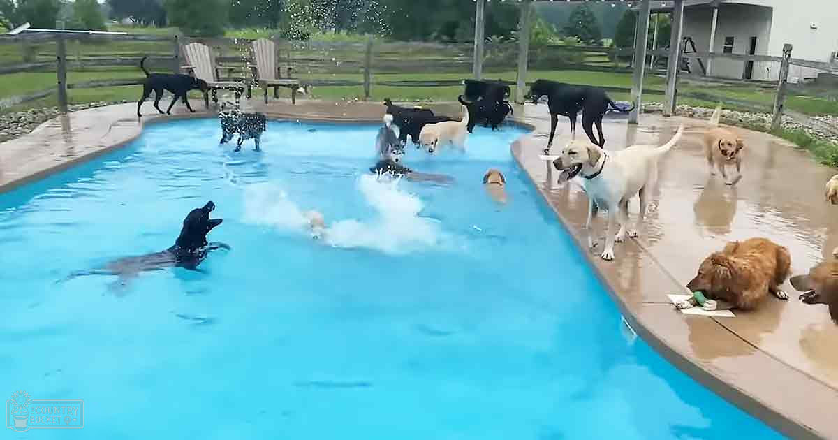 Golden retrievers and Labrador Retrievers playing in a pool at an outdoor pet-friendly facility with wooden Adirondack chairs, surrounded by greenery.