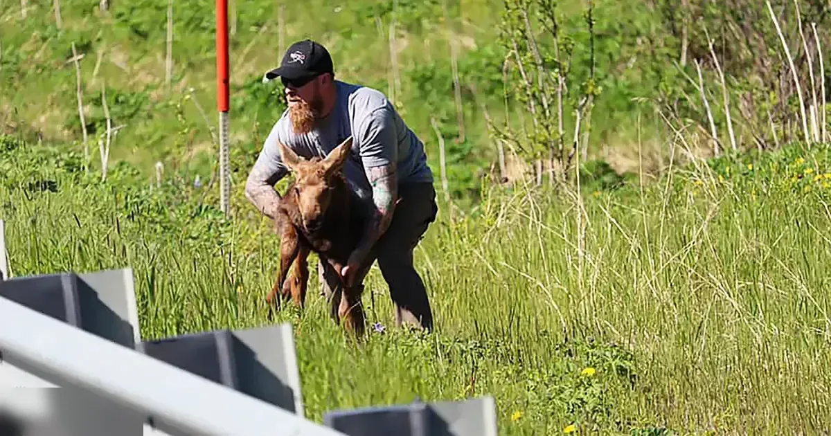 A young moose calf with a reddish-brown coat stands in a grassy field, while an adult male wearing a dark baseball cap and gray shirt observes.
