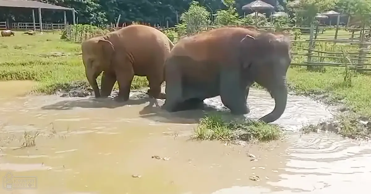 Two Asian adult elephants in a zoo-like setting with grassy areas, wooden fences, trees, and structures resembling animal enclosures. Summer season with bright sunlight.