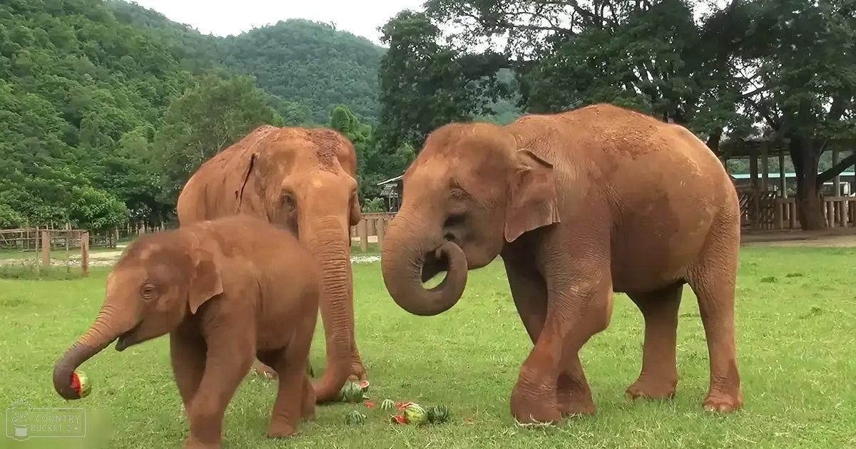 Adult and juvenile Asian elephants in a zoo-like enclosure with lush greenery, suggesting spring or summer.
