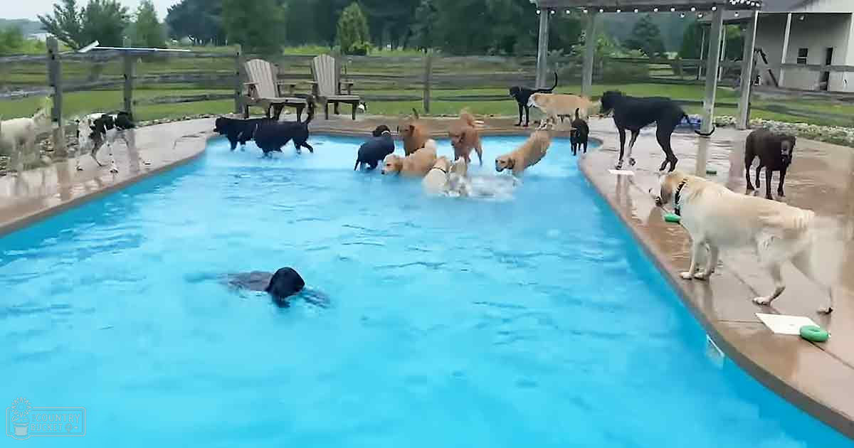 Various dogs playing in a swimming pool surrounded by wooden Adirondack chairs under string lights, set against an outdoor backyard with greenery and trees in spring or summer.