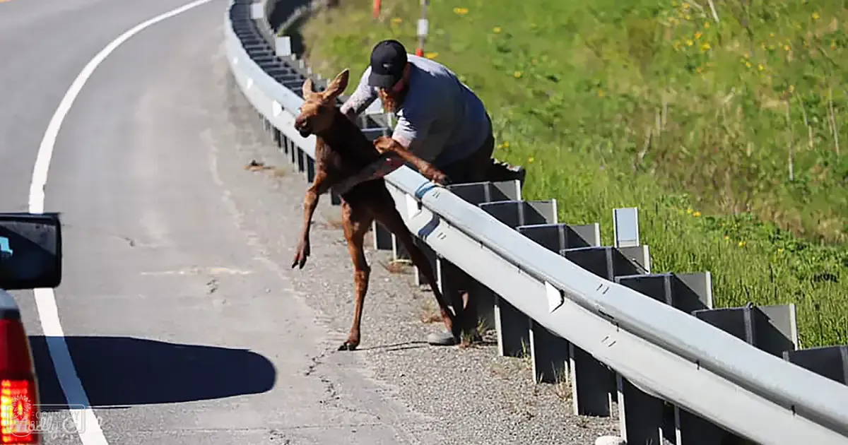 An adult male helping a juvenile elk over a guardrail on a paved road in a rural area with green grass and yellow flowers, suggesting daytime light.