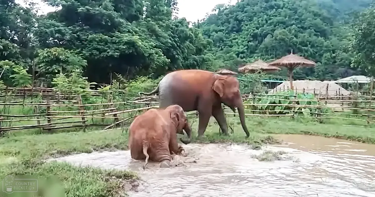 Two elephants: one adult standing, one juvenile sitting in water within a zoo-like setting with lush greenery and bamboo fence; spring or summer daytime scene.