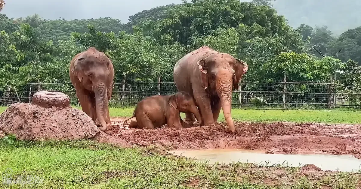 Three Asian elephants: two adults with darker skin and one juvenile with lighter-colored skin surrounded by lush greenery at a zoo enclosure during spring or summer, bright daytime lighting.