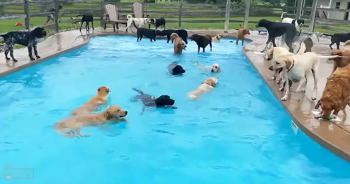 A rural setting with a pool filled with various breeds of dogs including golden retrievers, labrador retrievers, and mixed-breed dogs. Wooden chairs and greenery suggest a private farm environment.