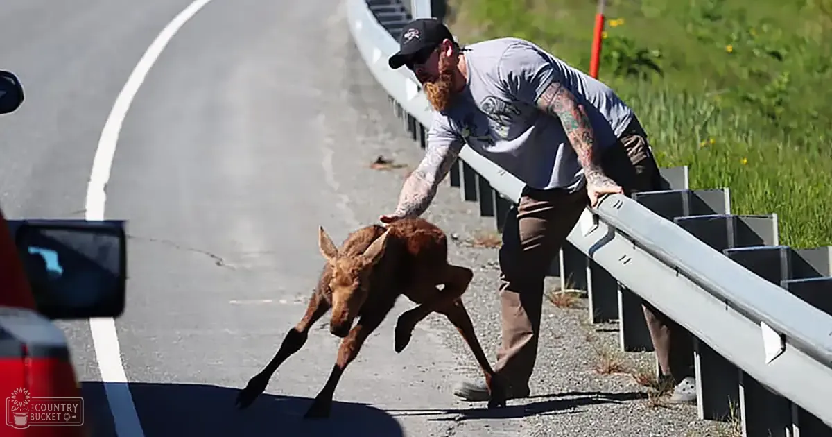 A young moose being assisted over a guardrail by an adult male near a rural road, surrounded by grassy areas with wildflowers in the background during what appears to be midday spring or summer.
