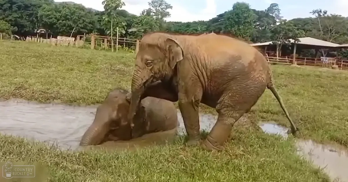Two elephants in a zoo-like setting with greenery and structures resembling animal enclosures.
