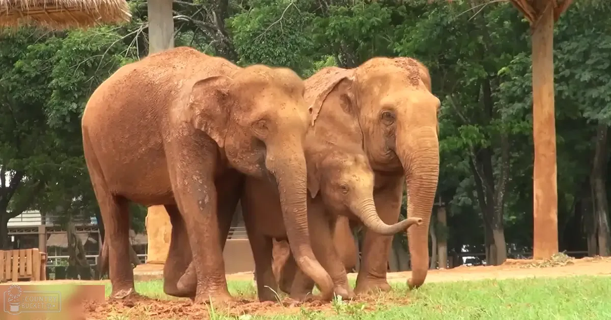 Adult elephants with brownish skin standing outdoors, surrounded by lush greenery and structures resembling part of their habitat.