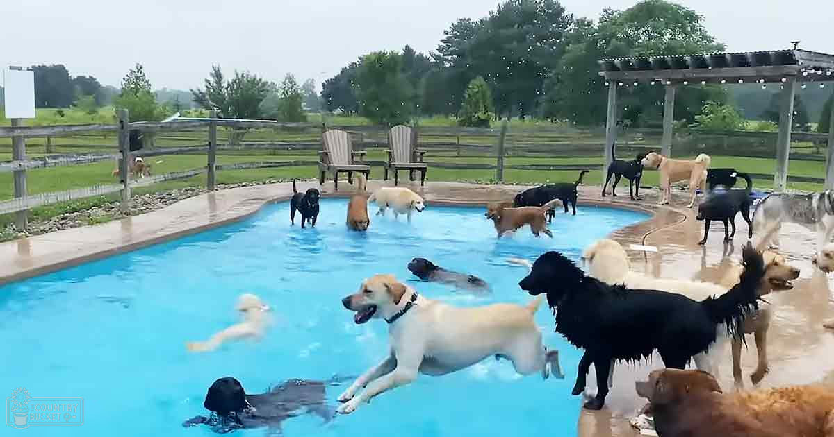 Adult-sized golden retrievers and mixed-breed dogs swimming in an outdoor backyard pool surrounded by green grass, trees, and a wooden pergola with string lights. Overcast weather during daytime.