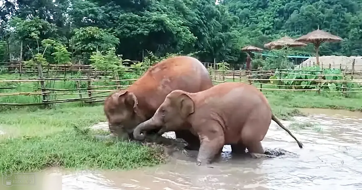 Two elephants: adult and juvenile, in a lush summer zoo enclosure with umbrellas visible in the background