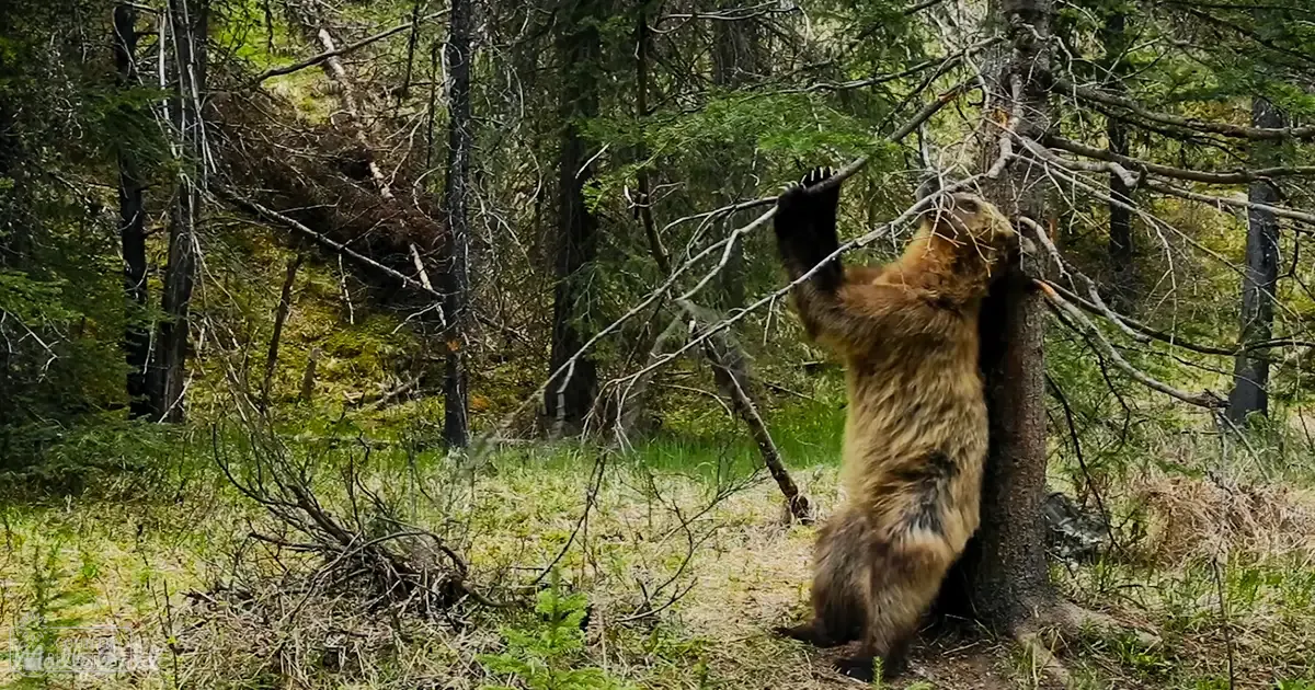 A light brown adult bear climbs a tree in a lush forest setting with vibrant greenery and dappled sunlight, suggesting spring or summer.