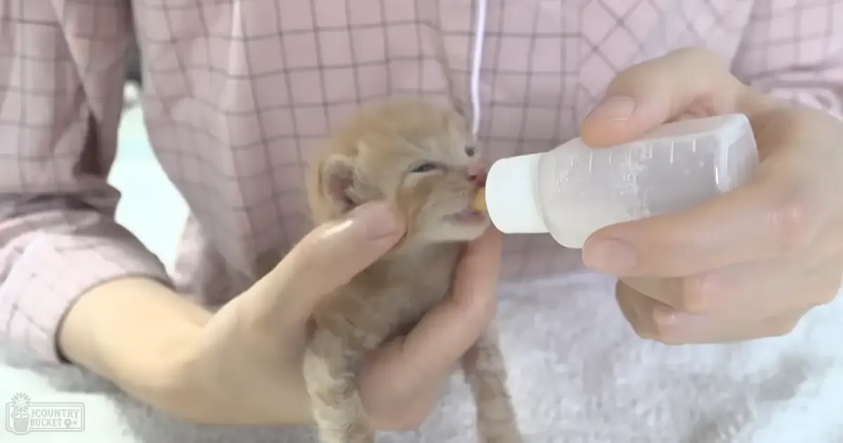 A baby lion cub being bottle-fed indoors, surrounded by soft lighting and a neutral background.