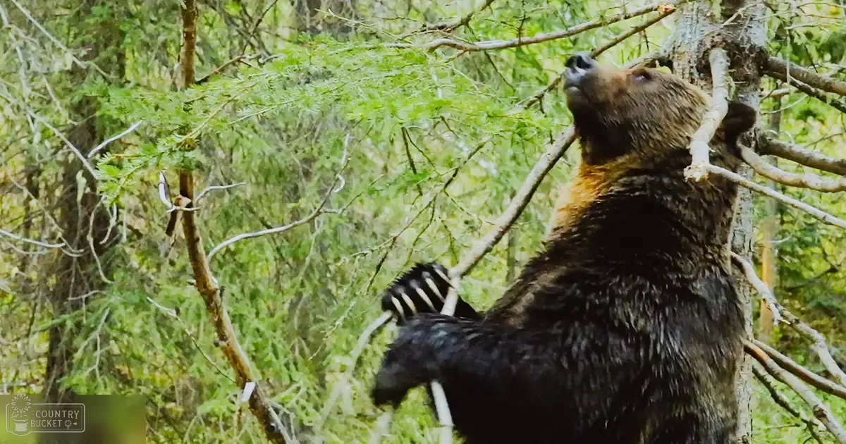 A brown bear with dark fur and lighter markings in a lush forest during spring or summer