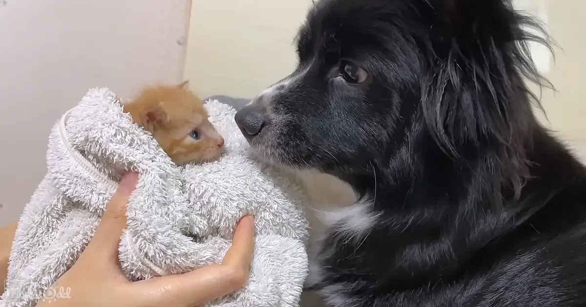 A black dog with some white markings interacts with an orange tabby kitten wrapped in a white towel inside a simple room.