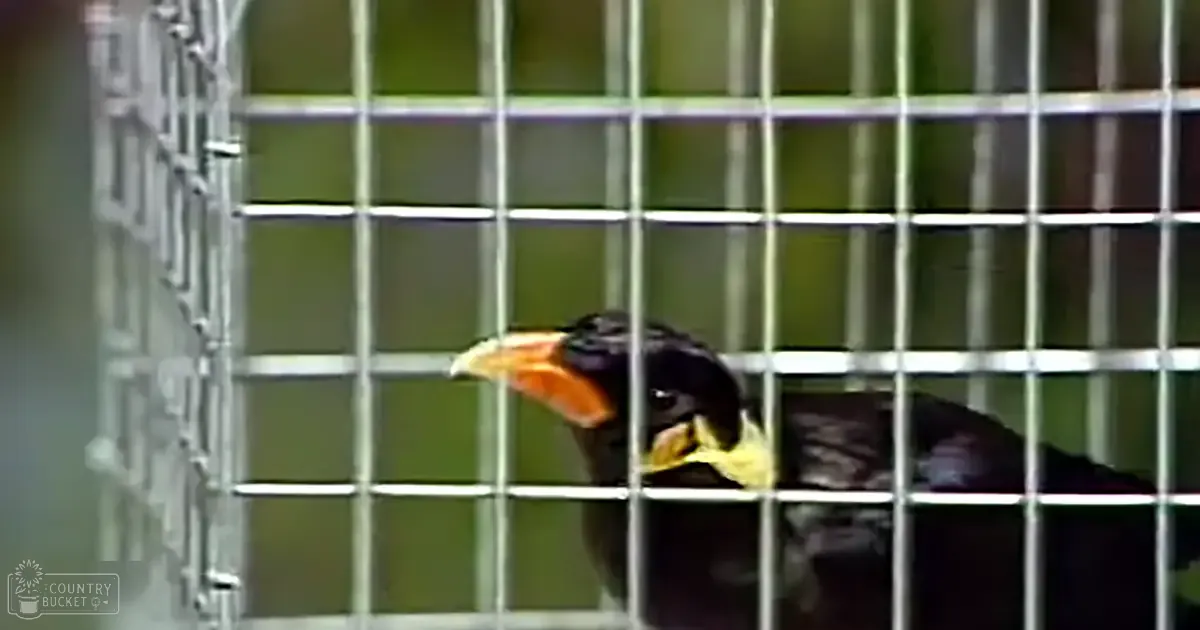 A black bird with an orange beak inside a metal cage, set against natural daylight in an indoor environment with blurred greenery.