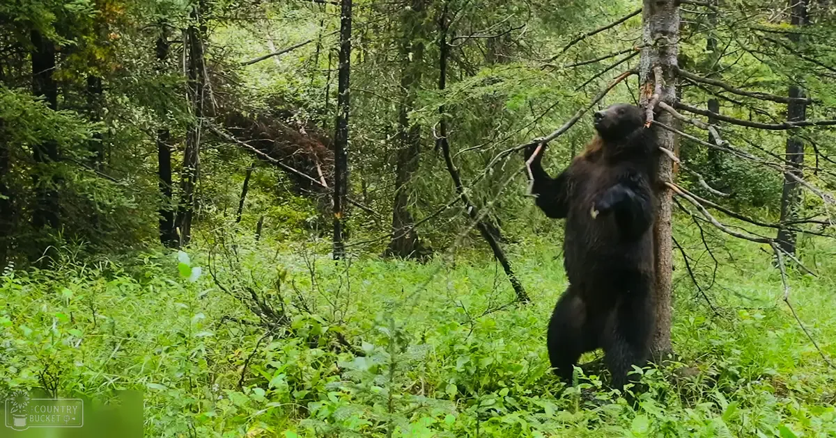 A bear stands upright against a tree in a dense forest with lush greenery during spring or summer.