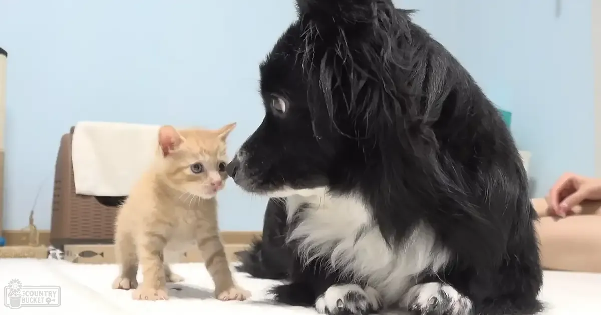 A kitten with light orange/tan fur and darker stripes, alongside a Border Collie dog in an indoor setting against a light blue wall.