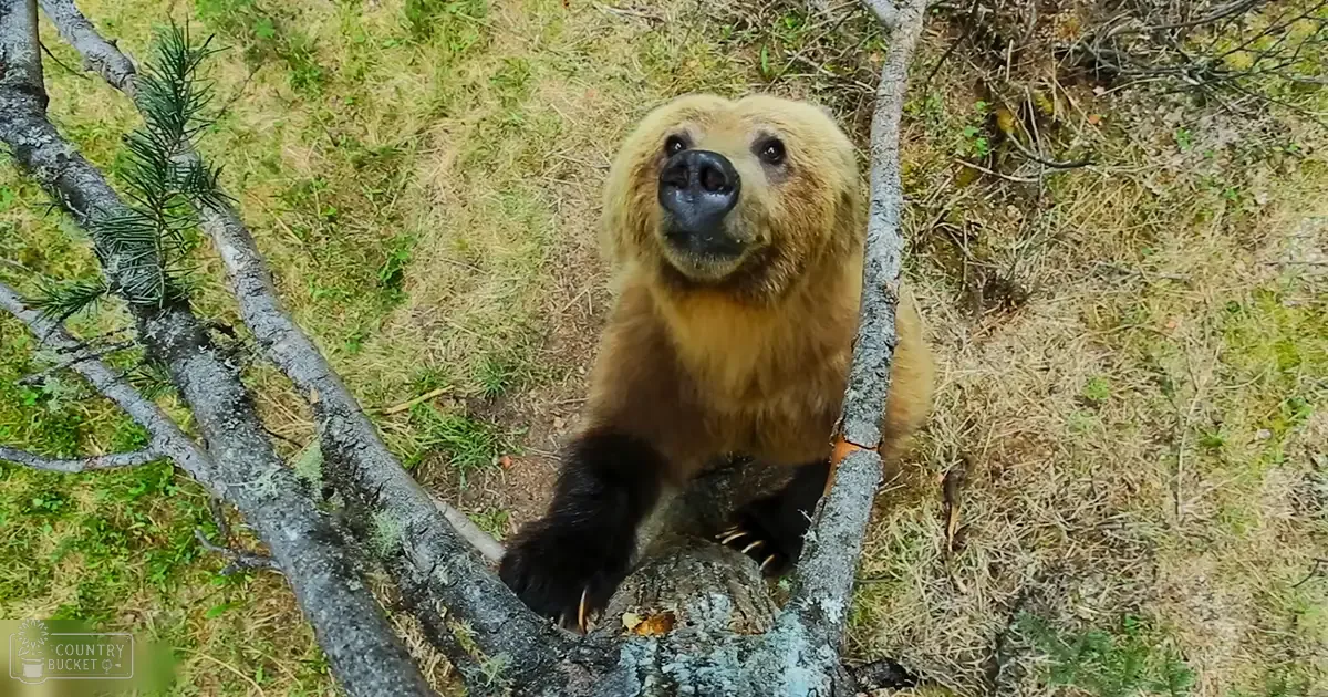 A brown bear with light brown fur and darker markings in a forested area during late spring or early fall, under overcast daylight.