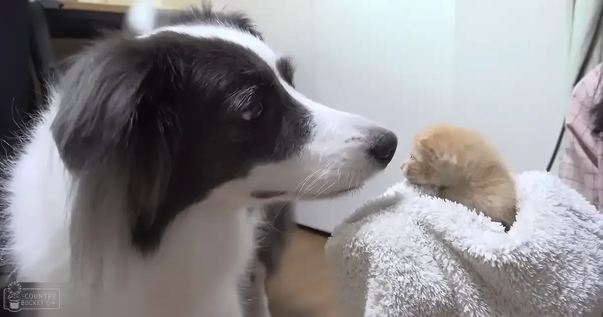 A black-and-white Border Collie and a light brown kitten indoors, natural daylight illuminating the scene with neutral-colored walls.
