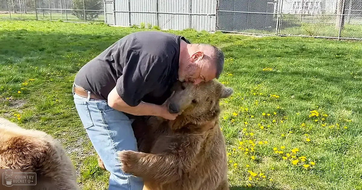 A middle-aged adult male in a casual dark T-shirt interacts with an adult brown bear in an open grassy area enclosed by a chain-link fence, suggesting spring or summer.
