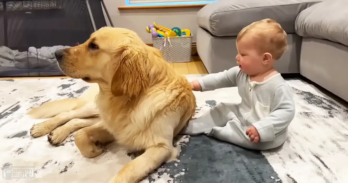 An infant wearing a light gray onesie interacts with a golden retriever adult dog in an indoor living room setting. Warm lighting suggests daytime artificial illumination.