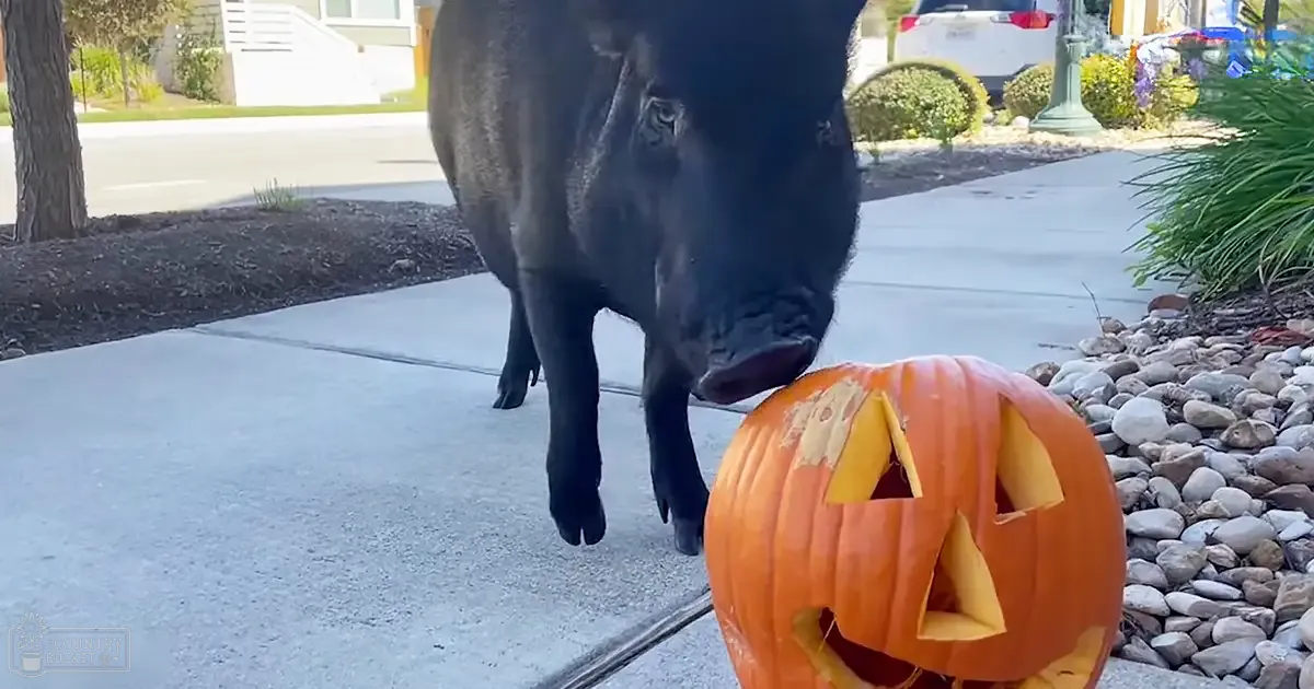 A large black dog interacts with a carved pumpkin on an outdoor residential sidewalk, suggesting Halloween time.