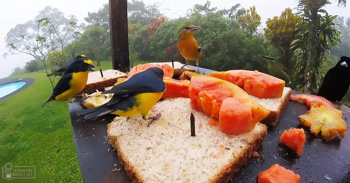 Four birds feeding on bread and papaya slices at an outdoor table with lush greenery in the background, suggesting a tropical or subtropical environment; light is diffused, possibly overcast.